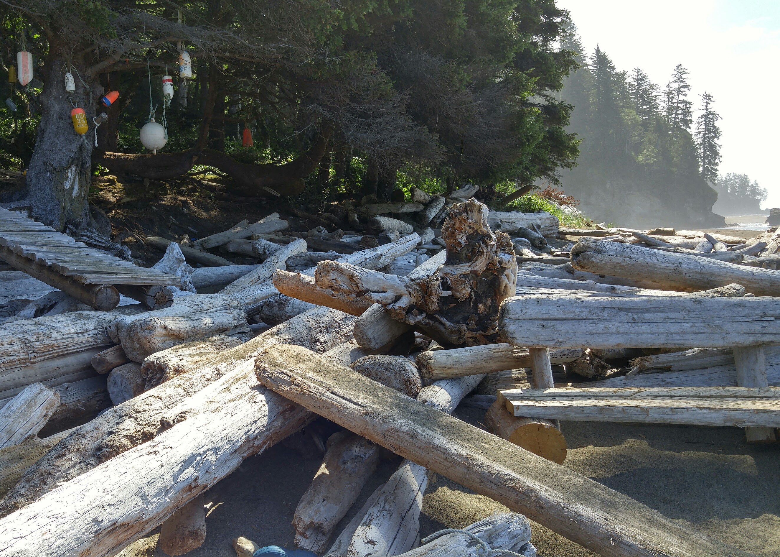 West Coast Trail — D2 — Michigan Creek Camp → Tsusiay Lake Camp