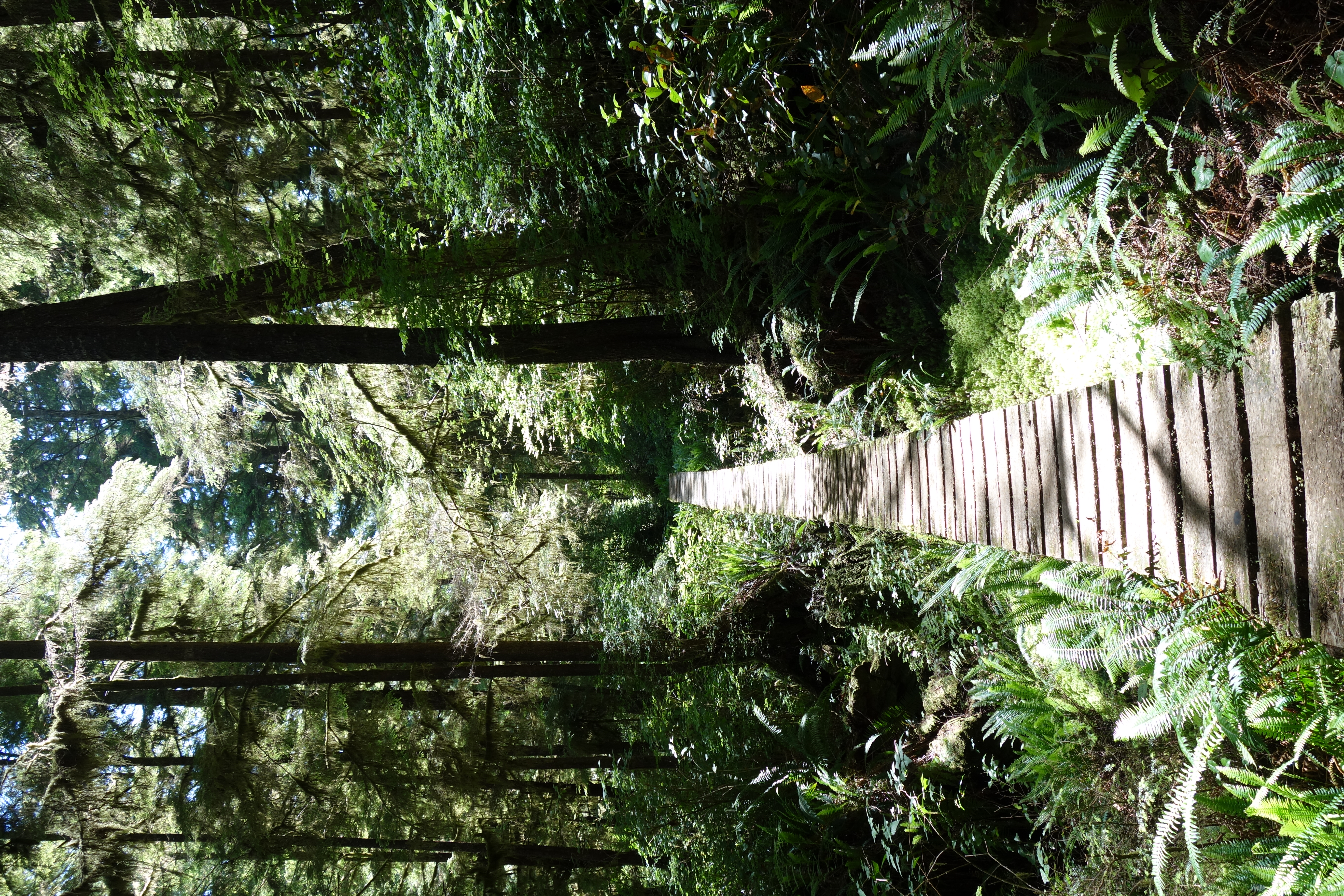West Coast Trail — D3 — Tsusiay Lake Camp → Cribs Creek Camp