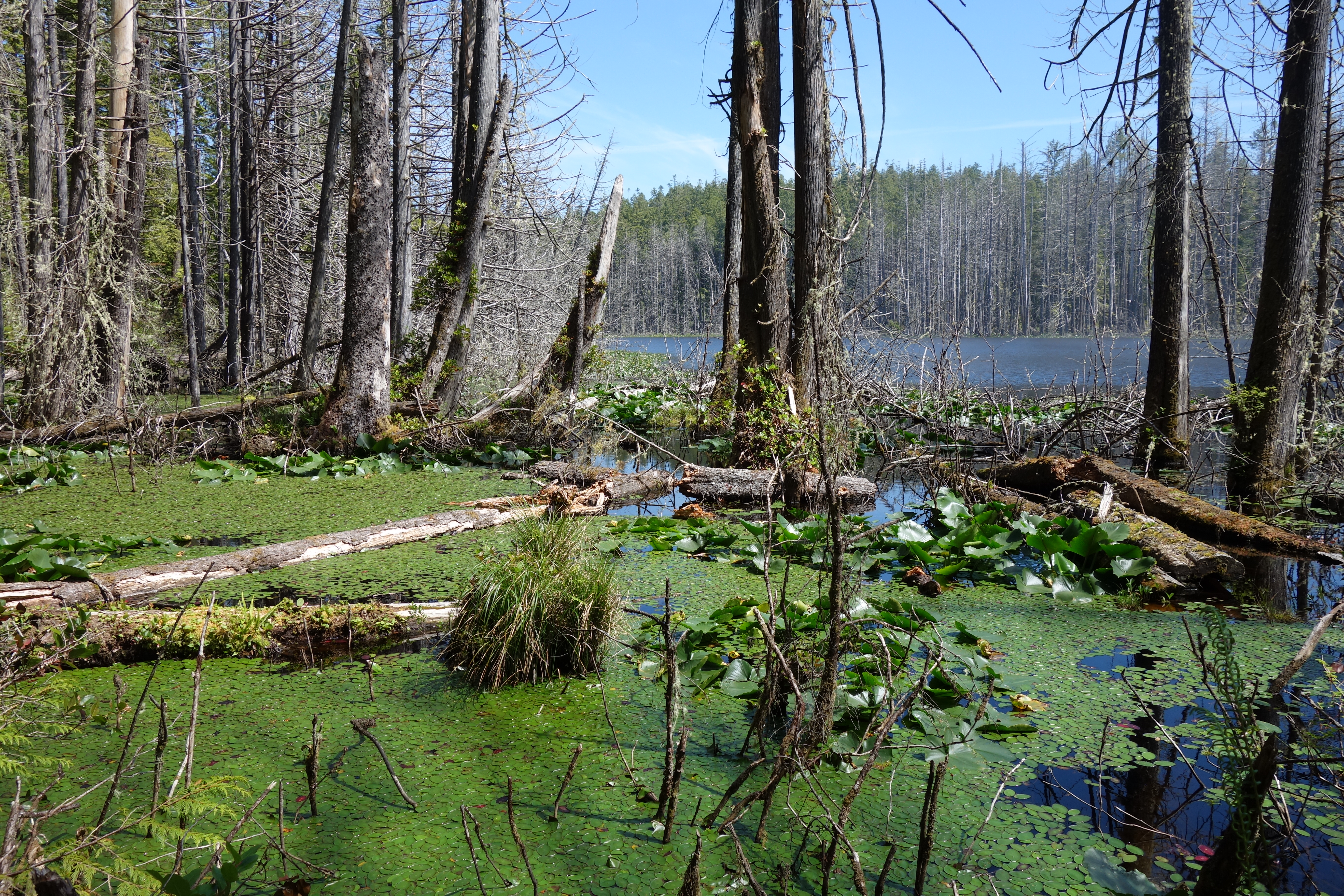 West Coast Trail — D3 — Tsusiay Lake Camp → Cribs Creek Camp