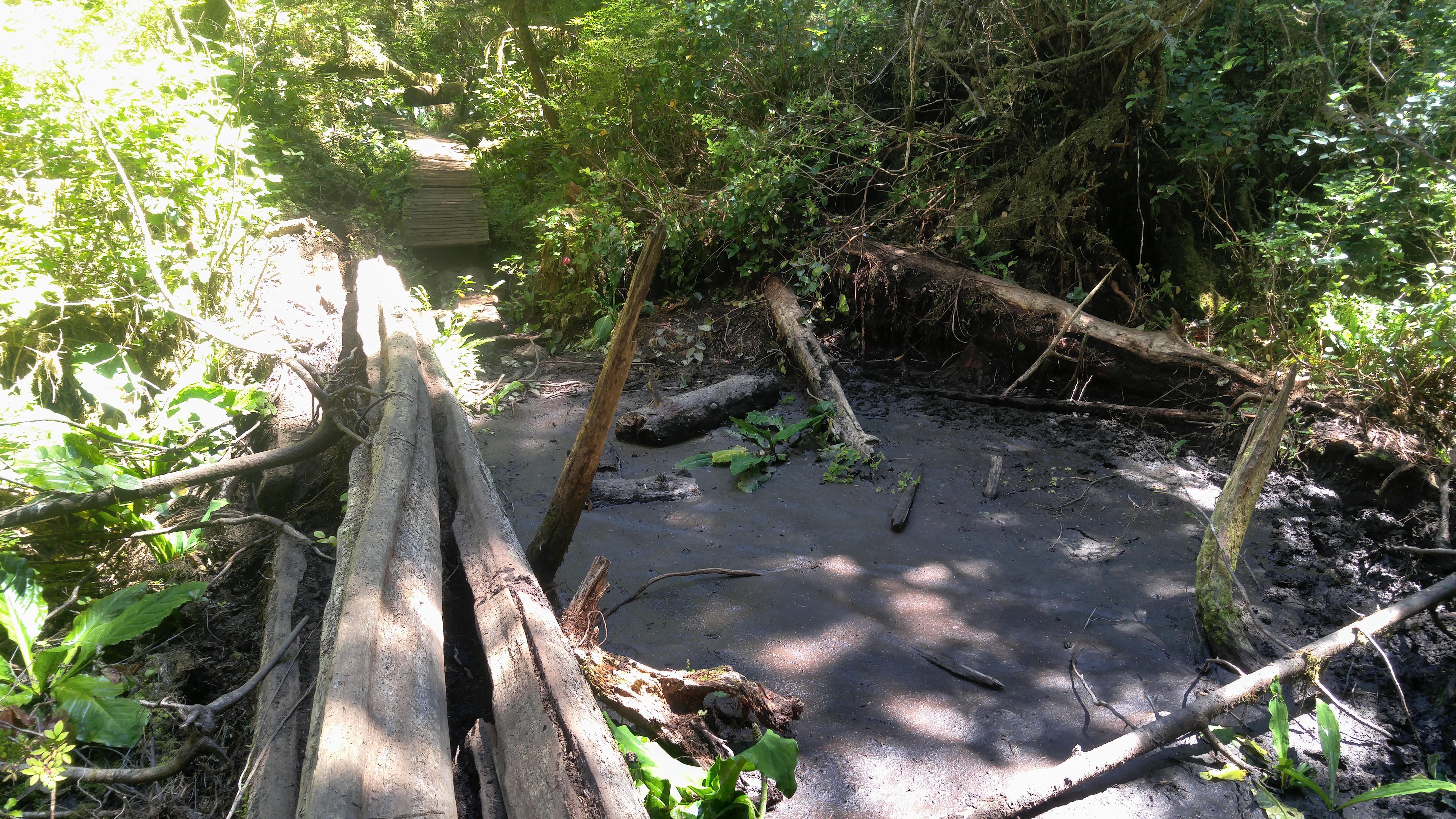 West Coast Trail — D4 — Cribs Creek Camp → Cullite Creek Camp