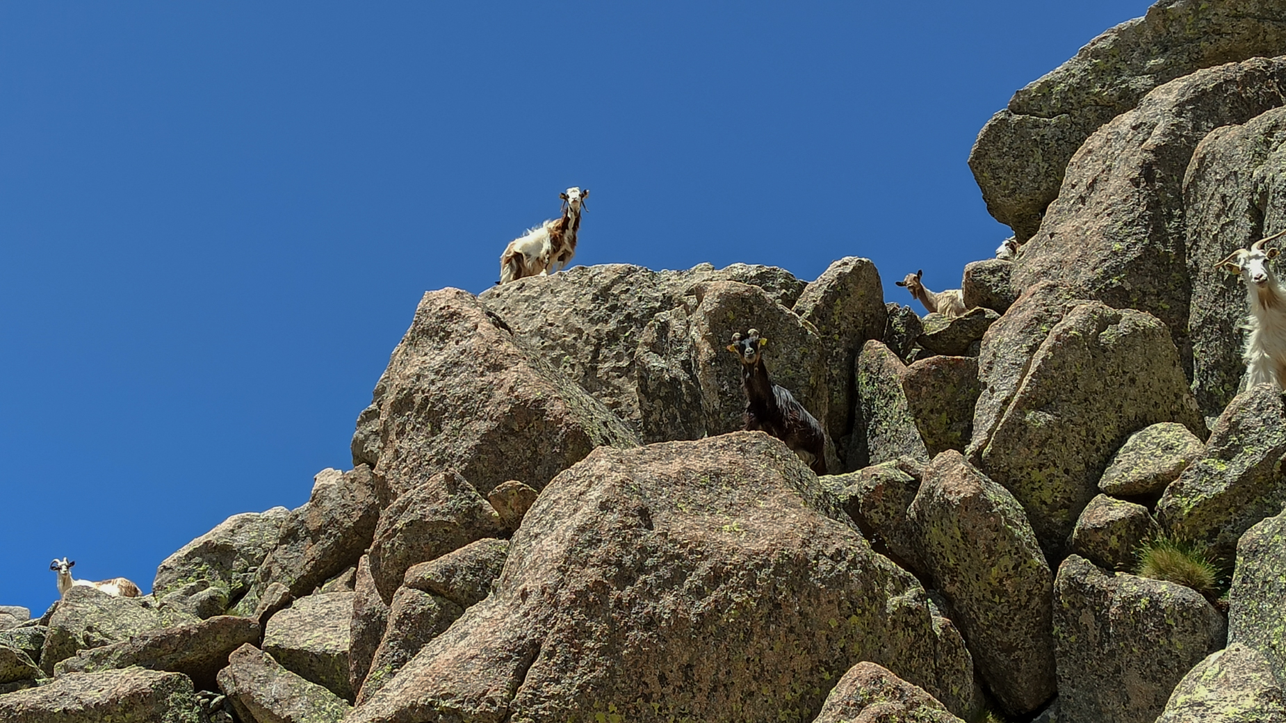 GR20 par les sommets — D7 — Petra → Monte Rotondo → Bettaniella