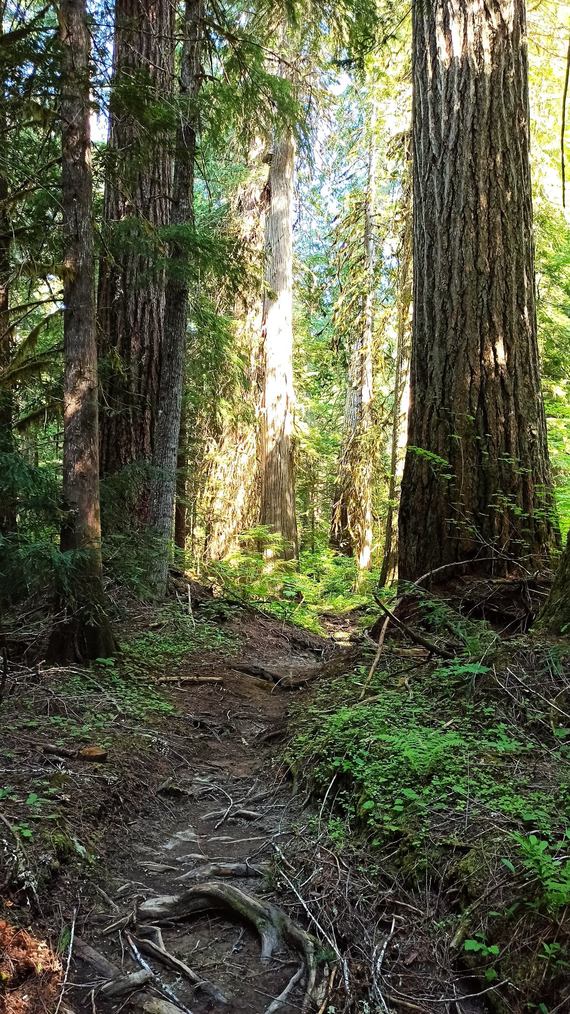 PCT — Washington — D8 — 4 juillet