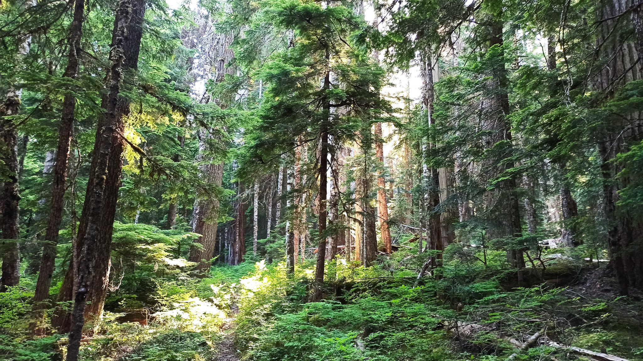 PCT — Washington — D8 — 4 juillet