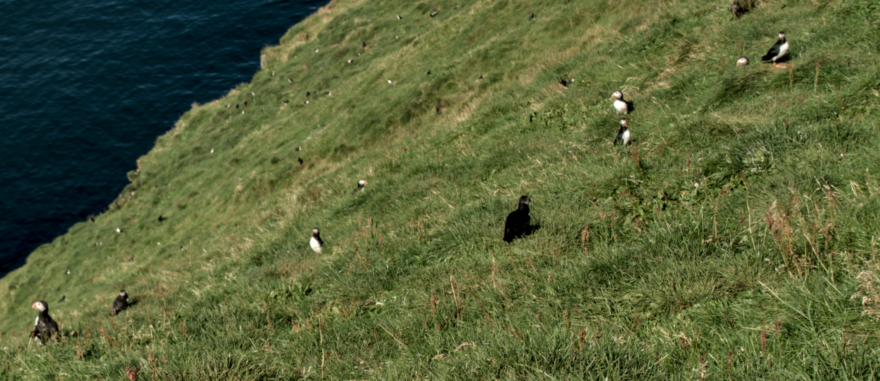 Traversée de l'Islande — VE — Vestmannaeyjar