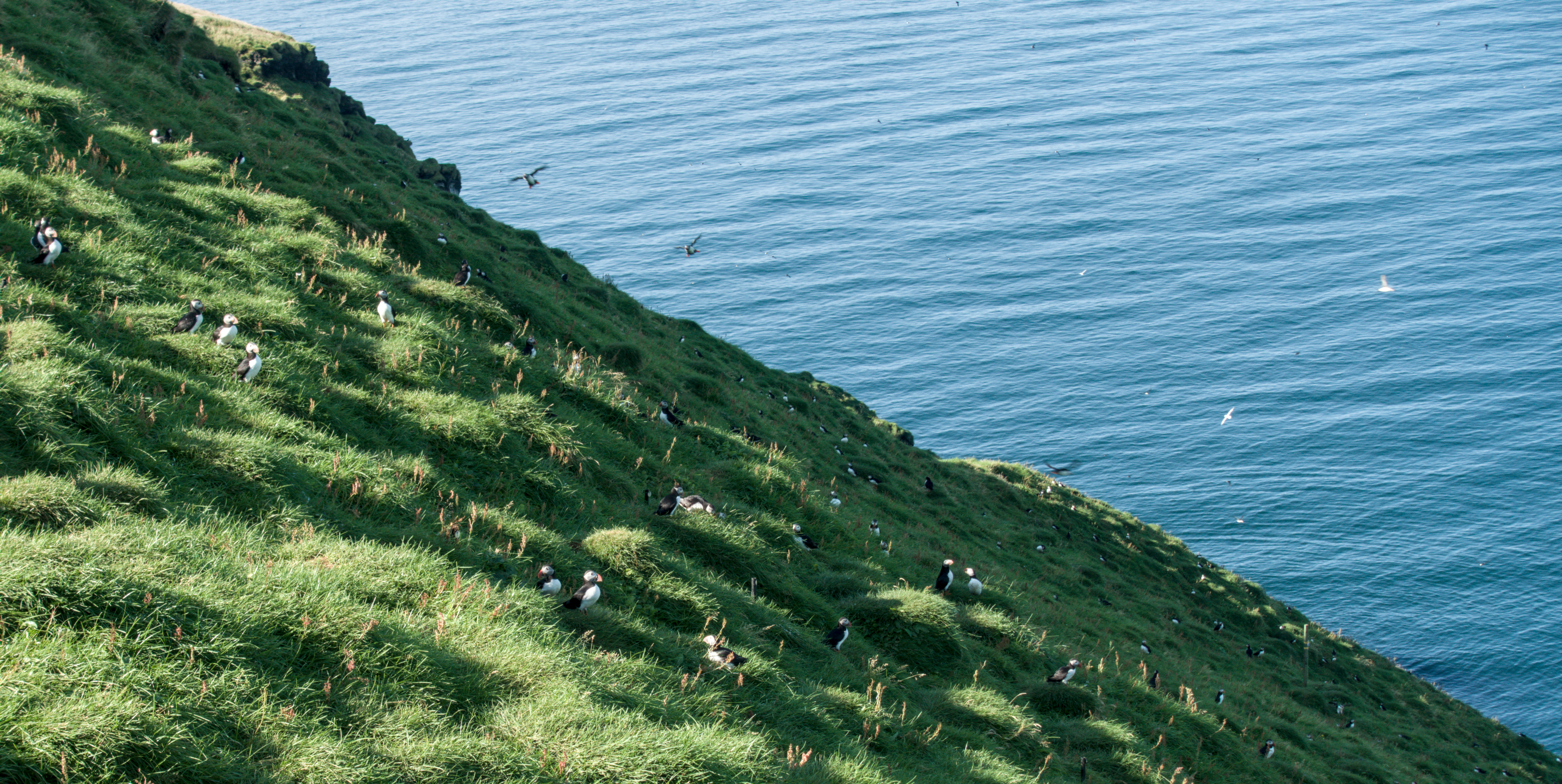 Traversée de l'Islande — VE — Vestmannaeyjar